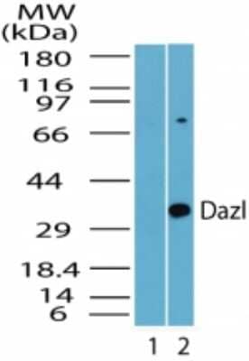 Western Blot: DAZL Antibody [NBP2-23663] - analysis of DAZL in mouse testis lysate. Lane 1 shows pre-immune sera. Lane 2 shows this antibody.