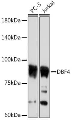 Western Blot: DBF4 Antibody (0S8I5) [NBP3-15903] - Western blot analysis of extracts of various cell lines, using DBF4 Rabbit mAb (NBP3-15903) at 1:1000 dilution. Secondary antibody: HRP Goat Anti-Rabbit IgG (H+L) at 1:10000 dilution. Lysates/proteins: 25ug per lane. Blocking buffer: 3% nonfat dry milk in TBST. Detection: ECL Basic Kit. Exposure time: 30s.