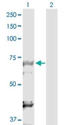 Western Blot: DBF4 Antibody [H00010926-D01P] - Analysis of DBF4 expression in transfected 293T cell line by DBF4 polyclonal antibody.Lane 1: DBF4 transfected lysate(76.90 KDa).Lane 2: Non-transfected lysate.