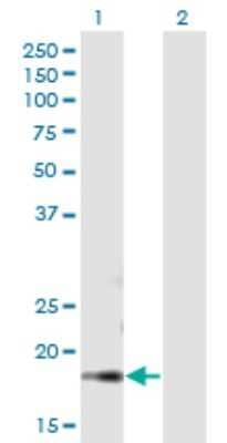 Western Blot: DBF4B Antibody [H00080174-B01P] - Analysis of DBF4B expression in transfected 293T cell line by DBF4B polyclonal antibody.  Lane 1: DRF1 transfected lysate(18.7 KDa). Lane 2: Non-transfected lysate.