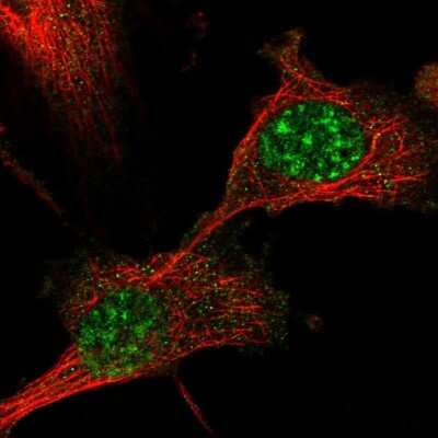 Immunocytochemistry/ Immunofluorescence DBNDD1 Antibody - BSA Free