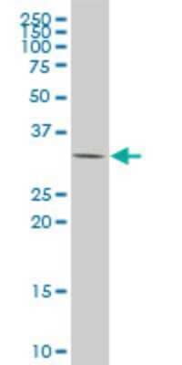 Western Blot: DBPA Antibody (1H5) [H00008531-M06] - Analysis of CSDA expression in HeLa (Cat # L013V1).