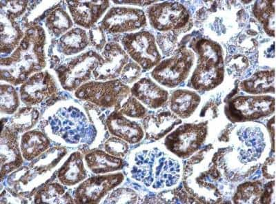 Immunohistochemistry-Paraffin: DBT Antibody [NBP1-31760] - Mouse kidney.  DBT antibody diluted at 1:500. Antigen Retrieval: Trilogy™ (EDTA based, pH 8.0) buffer, 15min. 