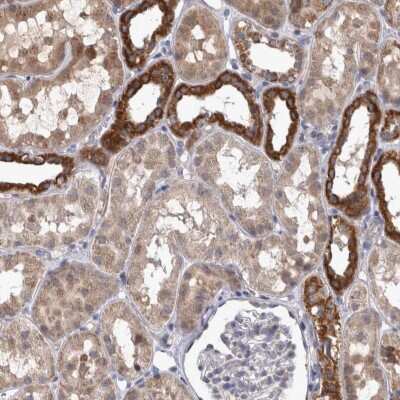 Immunohistochemistry-Paraffin: DBT Antibody [NBP1-85963] - Staining of human kidney shows high expression.