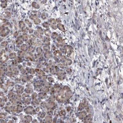 Immunohistochemistry-Paraffin: DBT Antibody [NBP1-85963] - Staining of human pancreas shows low expression as expected.