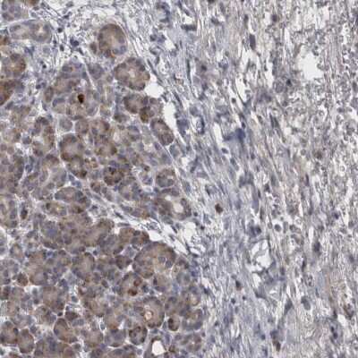 Immunohistochemistry-Paraffin: DBT Antibody [NBP1-85964] - Staining of human pancreas shows low expression as expected.