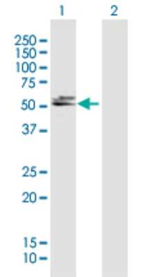 Western Blot: DBT Antibody [H00001629-B01P] - Analysis of DBT expression in transfected 293T cell line by DBT polyclonal antibody.  Lane 1: DBT transfected lysate(53.02 KDa). Lane 2: Non-transfected lysate.
