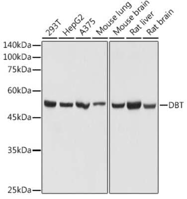 Western Blot: DBT Antibody [NBP3-16010] - Western blot analysis of extracts of various cell lines, using DBT antibody (NBP3-16010) at 1:1000 dilution. Secondary antibody: HRP Goat Anti-Rabbit IgG (H+L) at 1:10000 dilution. Lysates/proteins: 25ug per lane. Blocking buffer: 3% nonfat dry milk in TBST. Detection: ECL Basic Kit. Exposure time: 1s.