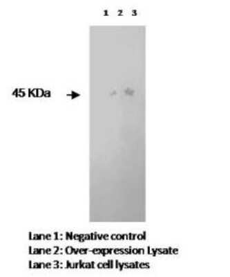 Western Blot: DC-LAMP Antibody (L3P2H10E3) [NBP2-50464] - Lane 1 is a negative control, lane 2 is over-expressed lysate and lane 3 is jurkat cell lysate.