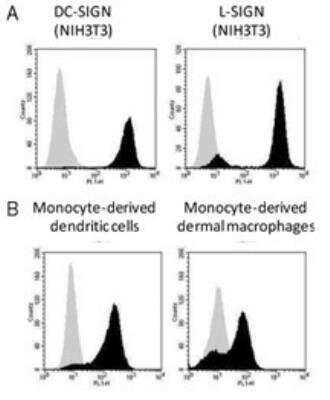 Flow Cytometry: DC-SIGN/CD209 Antibody (111H2.02) [Alexa Fluor (R) 488] [DDX0209A488] - A) Flow staining of NIH3T3 transfected cells with 111H2.02. B) Endogenous expression revealed by Flow staining with 111H2.02.