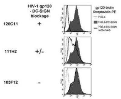 Flow Cytometry: DC-SIGN/CD209 Antibody (111H2.02) [Alexa Fluor (R) 488] [DDX0209A488]