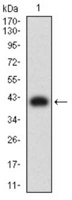 Western Blot: DC-SIGN/CD209 Antibody (5C2A6) [NBP2-61741] - Analysis using CD209 mAb against human CD209 (AA: extra 270-404) recombinant protein. (Expected MW is 41.1 kDa)