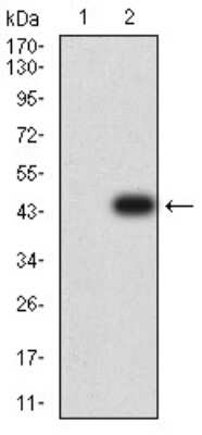 Western Blot: DC-SIGN/CD209 Antibody (5C2A6) [NBP2-61741] - Analysis using CD209 mAb against HEK293 (1) and CD209 (AA: extra 270-404)-hIgGFc transfected HEK293 (2) cell lysate.