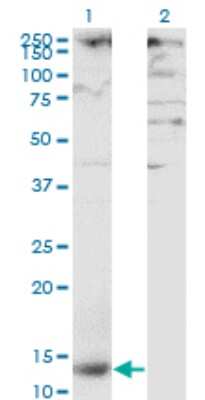 Western Blot: DC-SIGNR/CD299/CLEC4M Antibody (2G1) [H00010332-M01] - Analysis of CLEC4M expression in transfected 293T cell line by CLEC4M monoclonal antibody (M01), clone 2G1.Lane 1: CLEC4M transfected lysate (Predicted MW: 12.21 KDa).Lane 2: Non-transfected lysate.