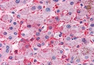 Immunohistochemistry-Paraffin: DC2 Antibody [NBP1-39609] - Analysis of anti-OSTC antibody with human liver at concentration 10 ug/ml.
