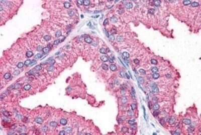 Immunohistochemistry-Paraffin: DC2 Antibody [NBP1-39609] - Analysis of anti-OSTC antibody with human prostate at concentration 10 ug/ml.