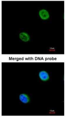 Immunocytochemistry/Immunofluorescence: DC8 Antibody [NBP1-32281] - Paraformaldehyde-fixed HeLa, using antibody at 1:200 dilution.