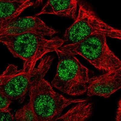 Immunocytochemistry/ Immunofluorescence DC8 Antibody - BSA Free