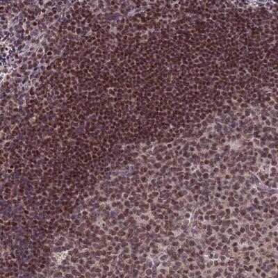 Immunohistochemistry-Paraffin DC8 Antibody - BSA Free