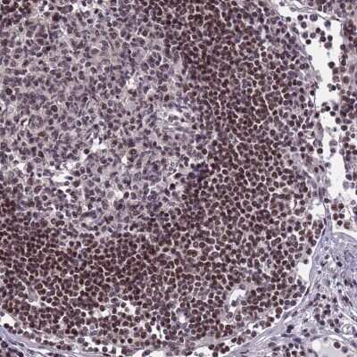 Immunohistochemistry-Paraffin DC8 Antibody - BSA Free