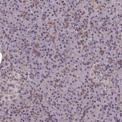 Immunohistochemistry-Paraffin DC8 Antibody - BSA Free