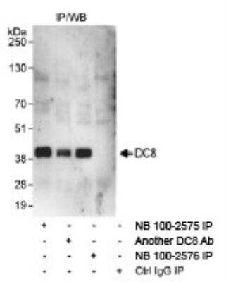 Immunoprecipitation: DC8 Antibody [NB100-2575] - Whole cell lysate (1 mg for IP, 20% of IP loaded) from HeLa cells.  NB100-2575 used for IP at 3 mcg/mg lysate. DC8 was also immunoprecipitated by rabbit anti-DC8 antibodies NB100-2576.