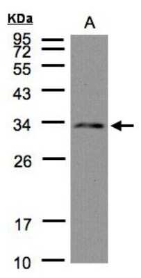 Western Blot: DC8 Antibody [NBP1-32281] - Sample(30 ug of whole cell lysate)A:Hep G2 12% SDS PAGE, antibody diluted at 1:1000.