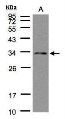 Western Blot: DC8 Antibody [NBP1-32281] - A: Hep G2 12% SDS PAGE diluted at 1:1000
