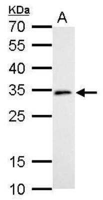 Western Blot: DC8 Antibody [NBP1-32281] - A. 30 ug C8D30 whole cell lysate/extract  12 % SDS-PAGE DC8 antibody dilution: 1:1000