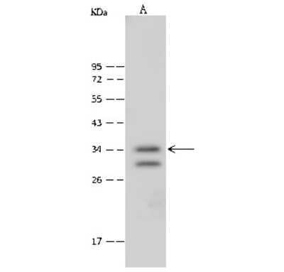 Western Blot: DC8 Antibody [NBP2-99483] - Anti-DC8 rabbit polyclonal antibody at 1:500 dilution. Lane A: HepG2 Whole Cell Lysate Lysates/proteins at 30 ug per lane. Secondary Goat Anti-Rabbit IgG (H+L)/HRP at 1/10000 dilution. Developed using the ECL technique. Performed under reducing conditions. Predicted band size: 32 kDa. Observed band size: 34 kDa