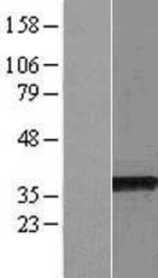 Western Blot DC8 Overexpression Lysate
