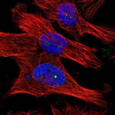 Immunocytochemistry/ Immunofluorescence DCAF10 Antibody - BSA Free