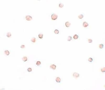 Immunocytochemistry/ Immunofluorescence DCAF12 Antibody - BSA Free