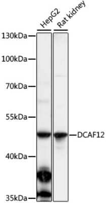 Western Blot DCAF12 Antibody - Azide and BSA Free