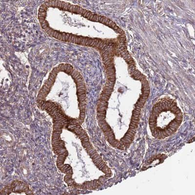 Immunohistochemistry-Paraffin: DCAF4 Antibody [NBP1-91820] - Staining of human uterus, pre-menopause shows strong cytoplasmic positivity in glandular cells.