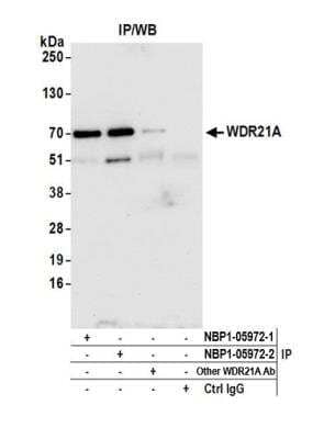 <b>Independent Antibodies Validation and Biological Strategies Validation.</b>Immunoprecipitation: DCAF4 Antibody [NBP1-05972] - Detection of human WDR21A by western blot of immunoprecipitates. Samples: Whole cell lysate (0.5 or 1.0 mg per IP reaction; 20% of IP loaded) from HEK293T cells prepared using NETN lysis buffer. Antibodies: Affinity purified rabbit anti-WDR21A antibody NBP1-05972 (lot NBP1-05972-2) used for IP at 6 ug per reaction. WDR21A was also immunoprecipitated by a previous lot of this antibody (lot NBP1-05972-1) and another rabbit anti-WDR21A antibody. For blotting immunoprecipitated WDR21A, NBP1-05972 was used at 1 ug/ml. Detection: Chemiluminescence with an exposure time of 10 seconds.