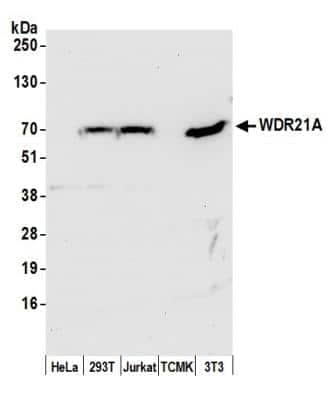 Western Blot DCAF4 Antibody