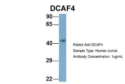 Western Blot DCAF4 Antibody - BSA Free