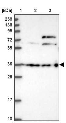 Western Blot DCAF4 Antibody - BSA Free