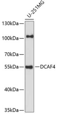 Western Blot: DCAF4 Antibody [NBP2-92192] - Analysis of extracts of U-251MG cells, using DCAF4 at 1:1000 dilution.Secondary antibody: HRP Goat Anti-Rabbit IgG (H+L) at 1:10000 dilution.Lysates/proteins: 25ug per lane.Blocking buffer: 3% nonfat dry milk in TBST.Detection: ECL Basic Kit .Exposure time: 90s.