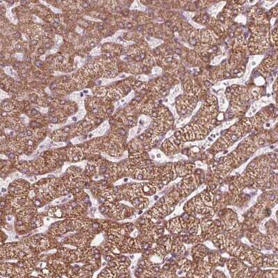 Immunohistochemistry-Paraffin: DCAF4L2 Antibody [NBP2-38107] - Staining of human liver shows strong cytoplasmic positivity in hepatocytes.
