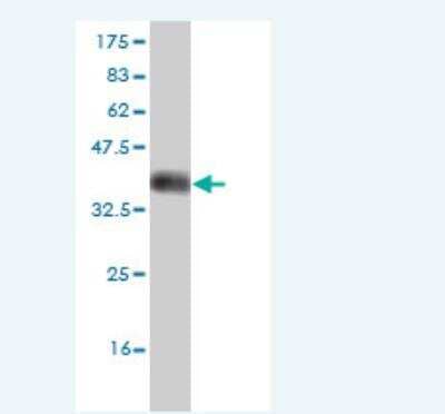 Western Blot: DCAMKL2 Antibody (2A5) [H00166614-M01] - Detection against Immunogen (36.01 KDa) .