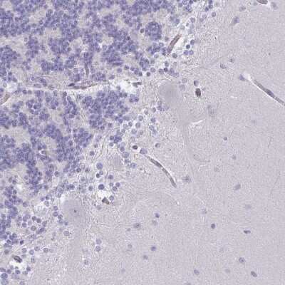 Immunohistochemistry-Paraffin: DCBLD1 Antibody [NBP2-32487] - Staining of human cerebellum shows no positivity in Purkinje cells as expected.