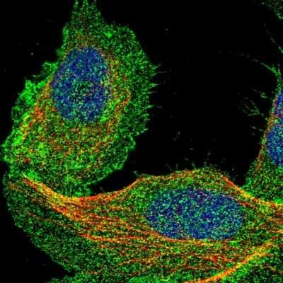 Immunocytochemistry/ Immunofluorescence DCBLD2/ESDN Antibody - BSA Free