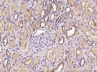 Immunohistochemistry-Paraffin: DCDC2 Antibody [NBP2-97256] - Immunochemical staining of human DCDC2 in human kidney with rabbit polyclonal antibody at 1:100 dilution, formalin-fixed paraffin embedded sections.