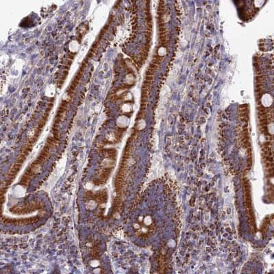 Immunohistochemistry-Paraffin DCI Antibody