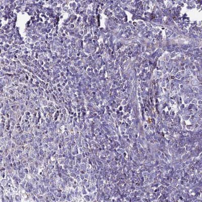 Immunohistochemistry-Paraffin DCI Antibody