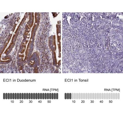 Immunohistochemistry-Paraffin DCI Antibody