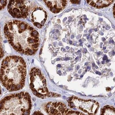 Immunohistochemistry-Paraffin: DCI Antibody [NBP1-91821] - Staining of human kidney.