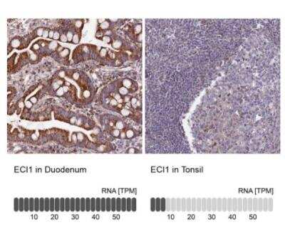 Immunohistochemistry-Paraffin DCI Antibody